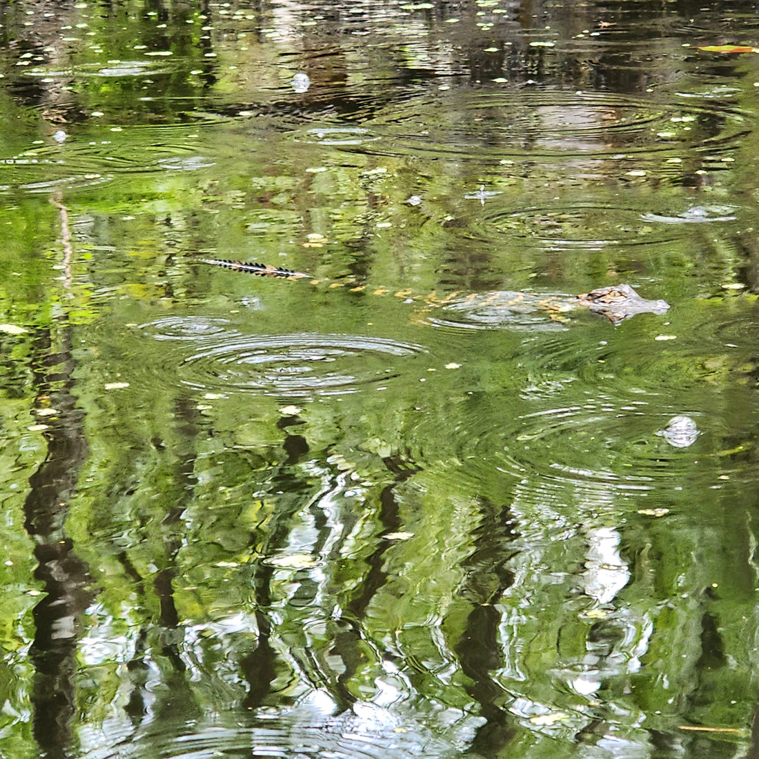 Discovering Blackwater Creek