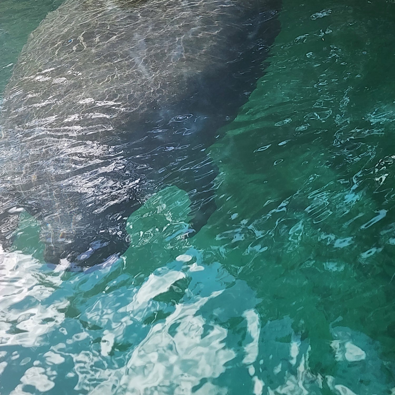 Paddling in Florida